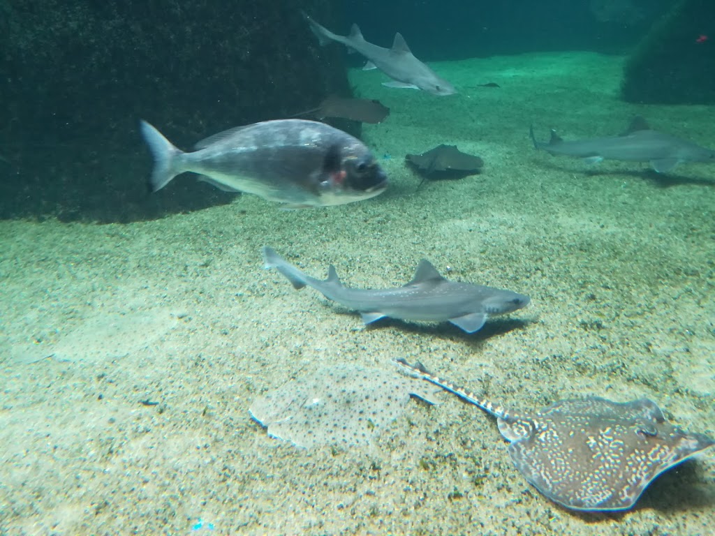 Acuario do Grove - Foto 1