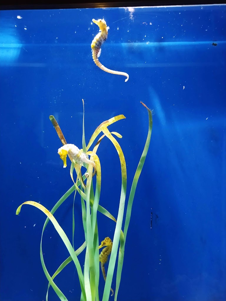 Acuario do Grove - Foto 18