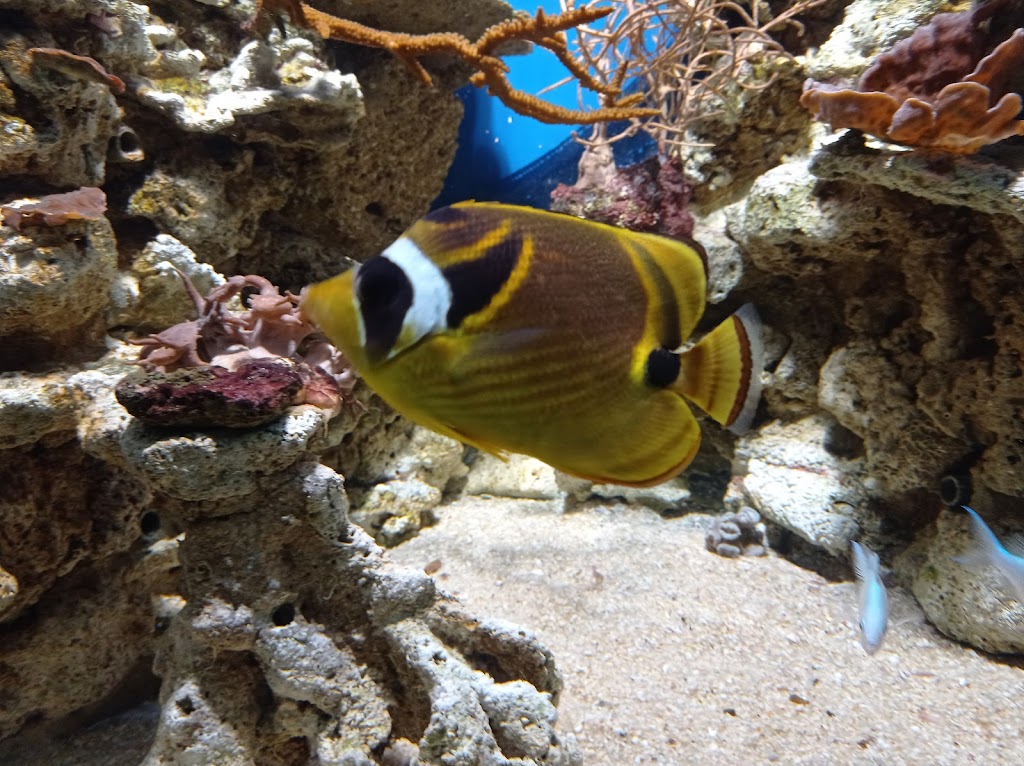 Acuario do Grove - Foto 1