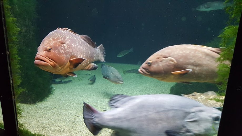 Acuario do Grove - Foto 21