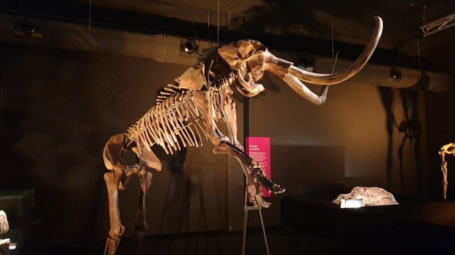 Dinópolis - Foto 19