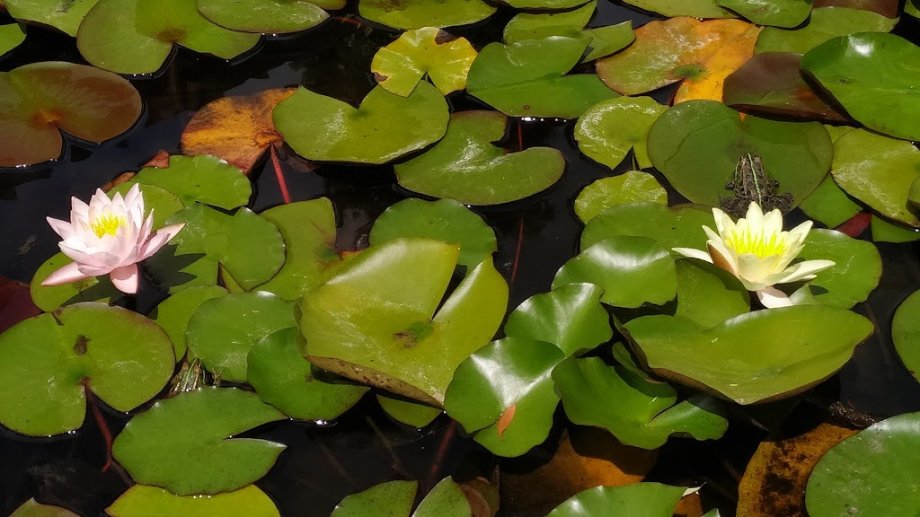 Parque do Arnado - Foto 10