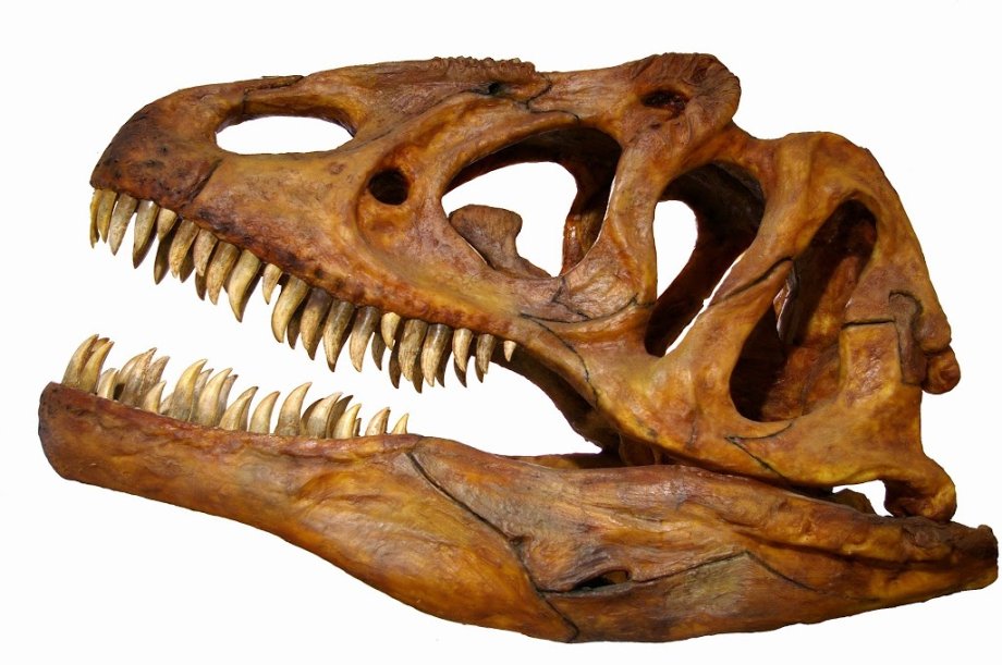 Museo de Dinosaurios - Foto 2