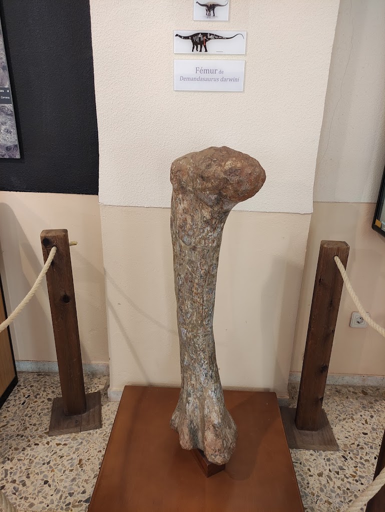 Museo de Dinosaurios - Foto 15