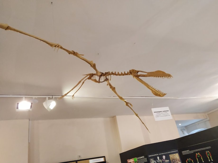 Museo de Dinosaurios - Foto 17