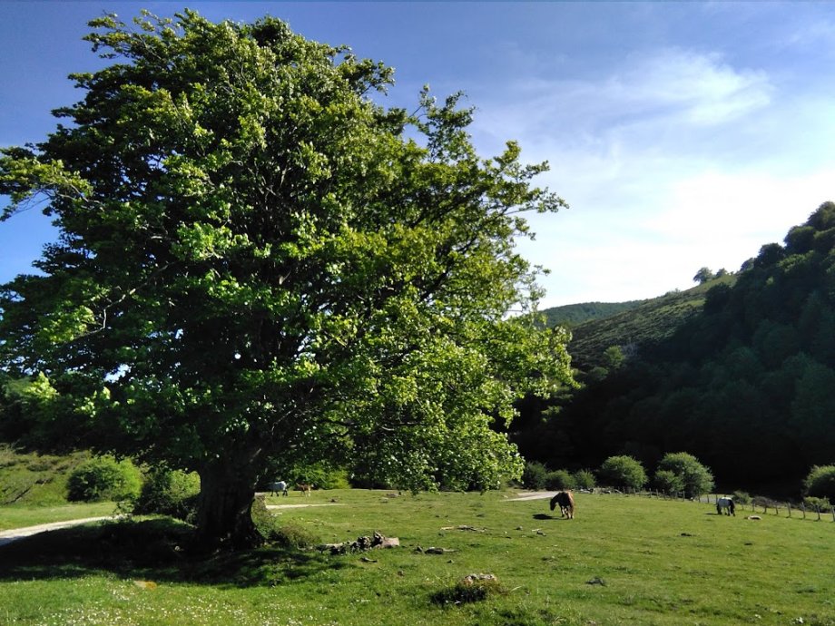 Albergue de -SOROGAIN- Aterpea - Foto 10