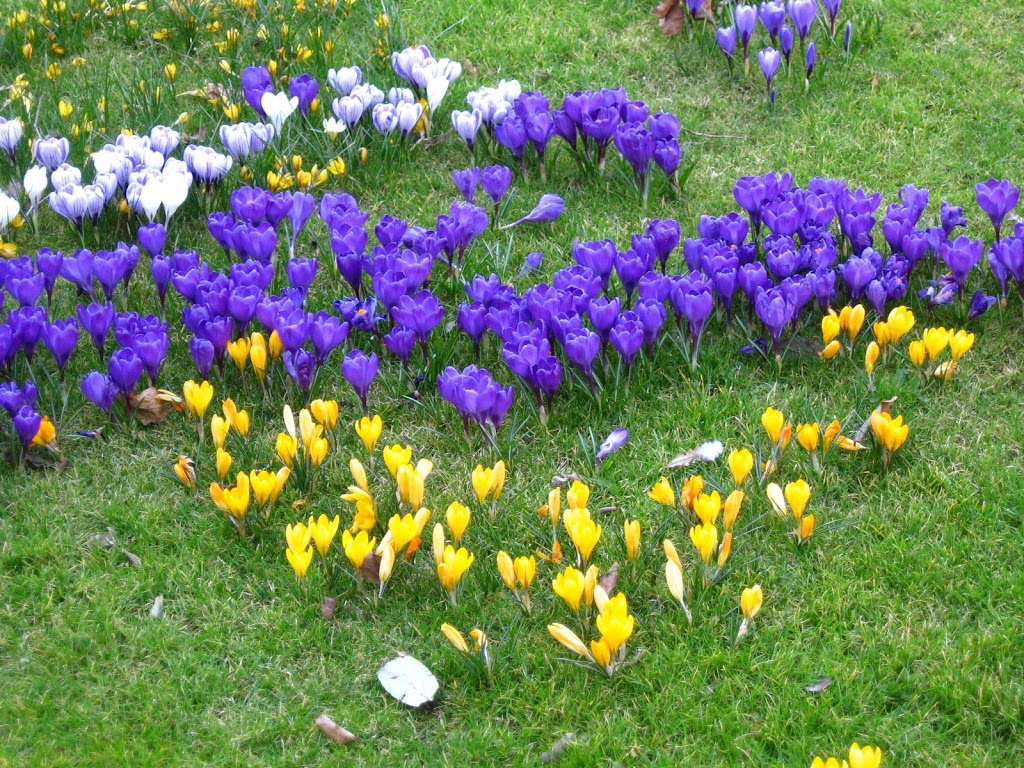 Saint Stephen's Green - Foto 1