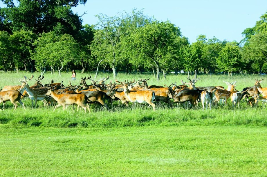 Parque Fénix - Foto 2