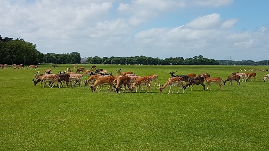 Parque Fénix - Foto 6