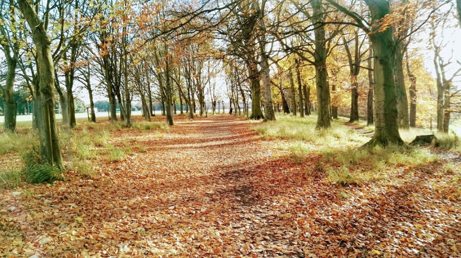 Parque Fénix - Foto 9