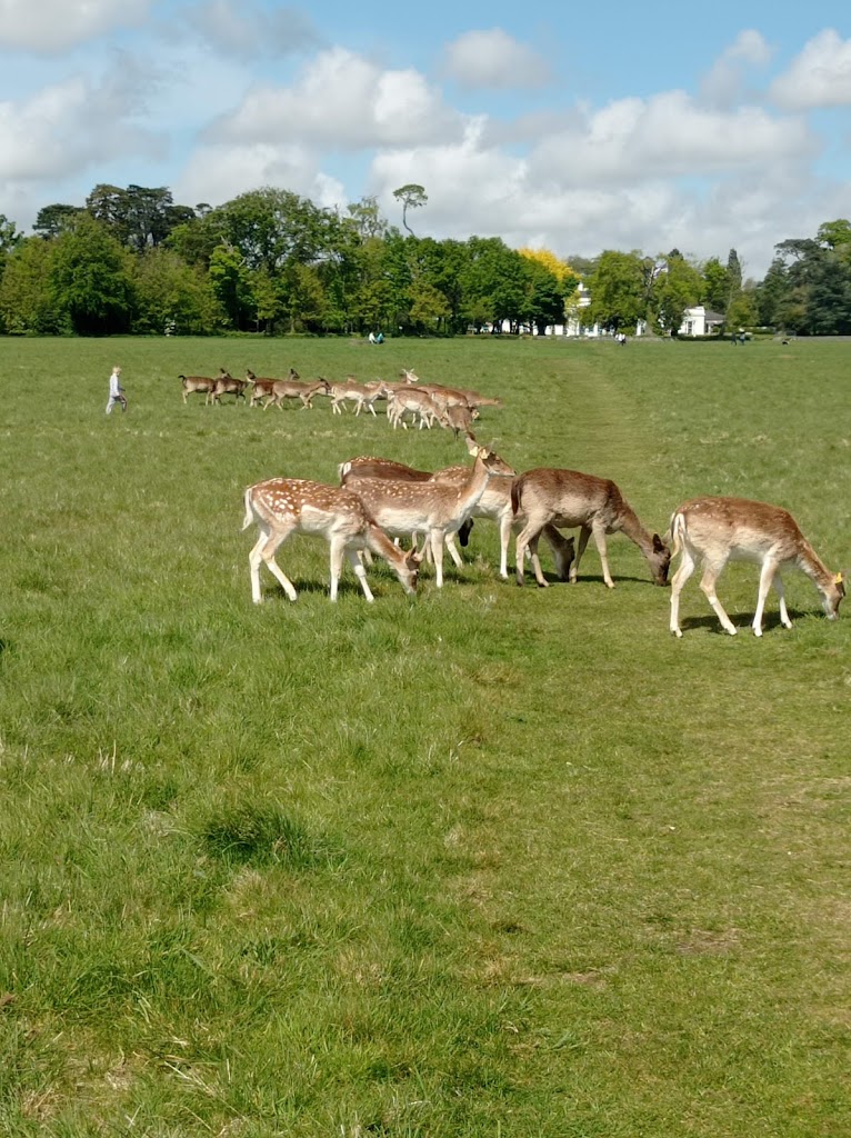 Parque Fénix - Foto 11