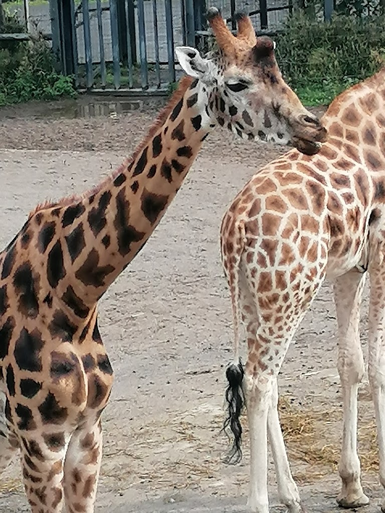 Parque Fénix - Foto 14