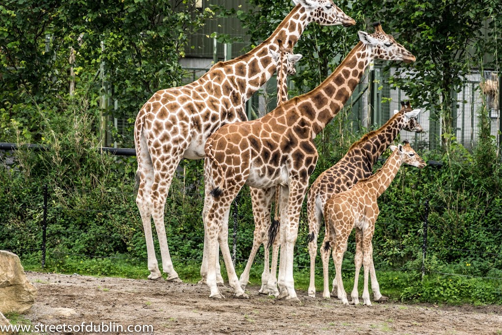 Dublin Zoo - Foto 1