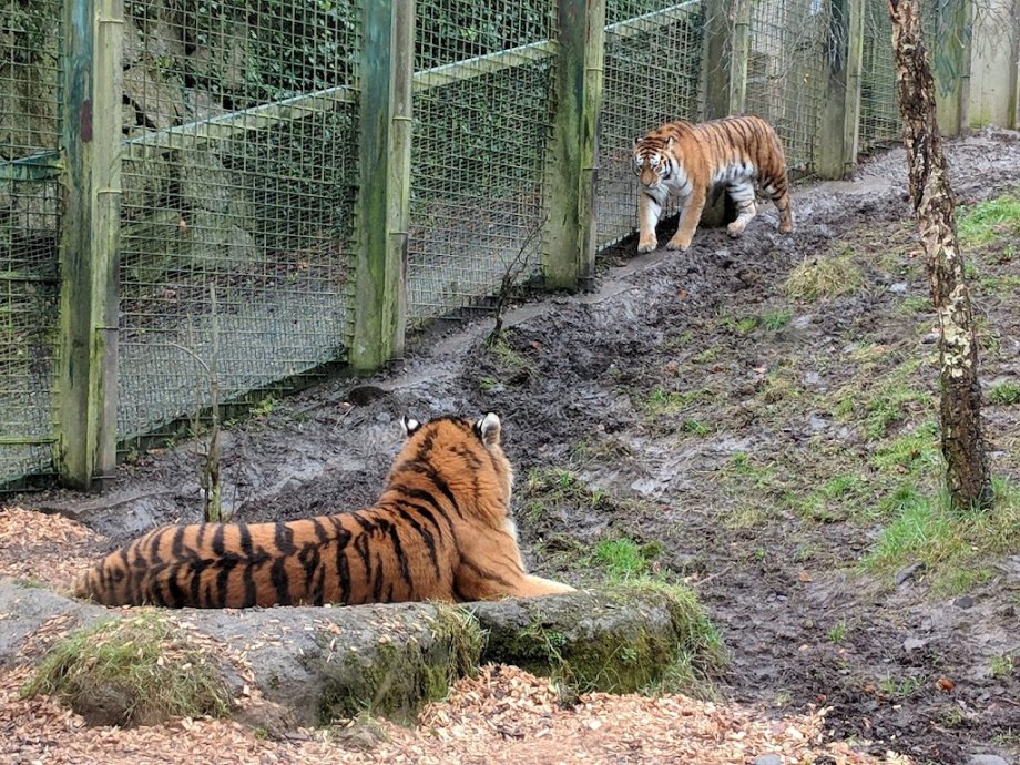 Dublin Zoo - Foto 13