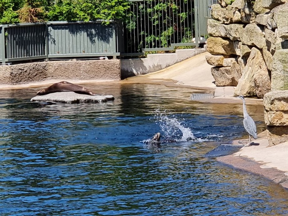 Dublin Zoo - Foto 18